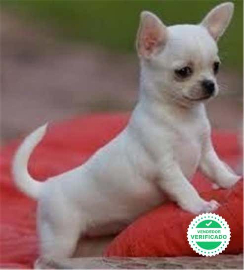 Milanuncios Chihuahua Mini Toy Perros En Adopcion Compra Venta De Accesorios Y Servicios Para Perros