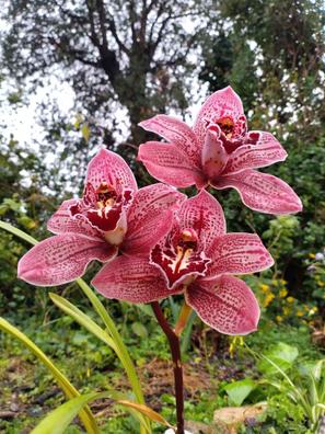 Cymbidium. Anuncios para comprar y vender de segunda mano | Milanuncios