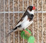 Milanuncios Diamante Mandarin Macho Pajaros Compra Venta De Pajaros Jaulas Y Accesorios