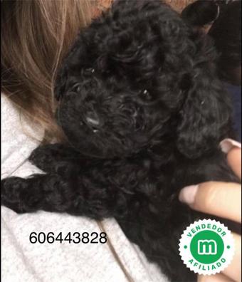 Caniche toy negro Caniches en adopci n. Compra venta y regalo de