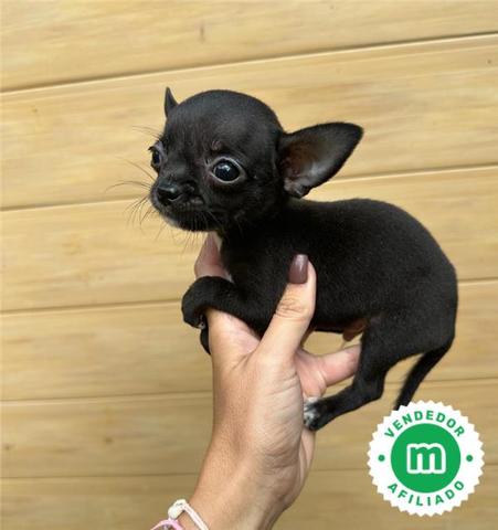 Milanuncios ENANISIMO CHIHUAHUA CABEZA MANZANA