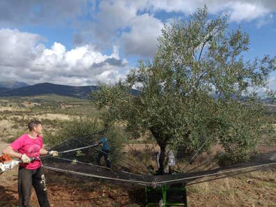 Maquinaria Agrícola paraguas de mano y ocasión Milanuncios