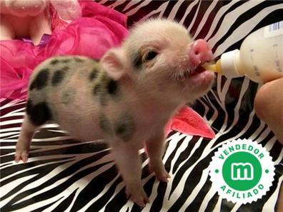 Realista esponja Un fiel Cerdos minipig Mascotas en adopción y accesorios de mascota de segunda mano  baratos | Milanuncios