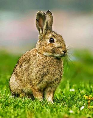 la caca de conejo es buena para los perros