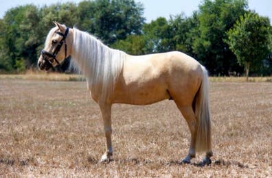 Milanuncios - Pony palomino