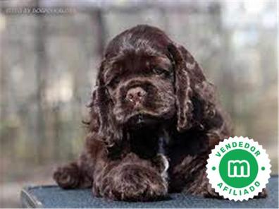 Cocker Spaniel (chocolate) Keyring £6.95 - Mischievous Mutts