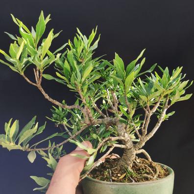 Gardenia con maceta Plantas de segunda mano baratas | Milanuncios