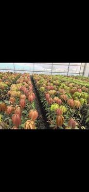 Arboles frutales Plantas de segunda mano baratas | Milanuncios