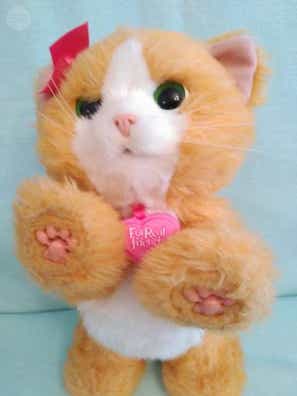 Gatito de segunda mano Milanuncios