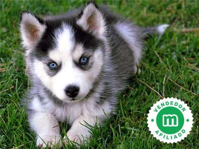 Husky en venta | Milanuncios