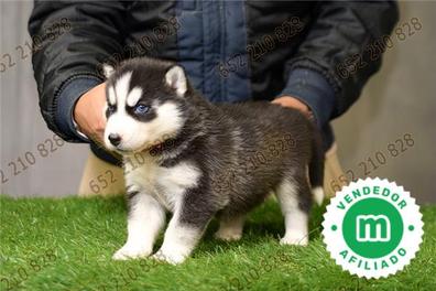 cachorros husky marrones y negros