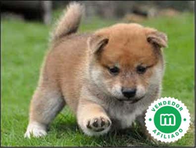 Shiba inu Perros en adopción, compra venta de accesorios y servicios ...