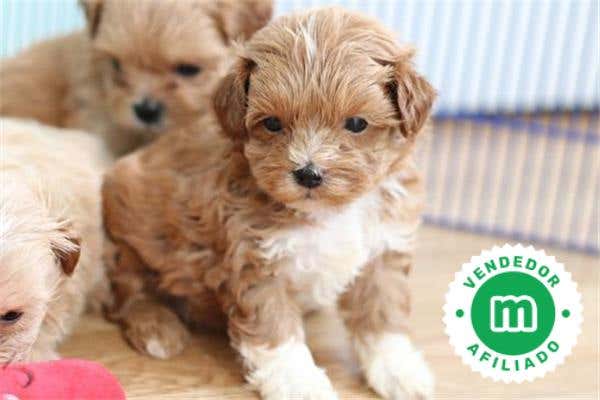 Milanuncios - SHIH POO