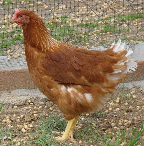 Milanuncios - Gallina ponedora roja
