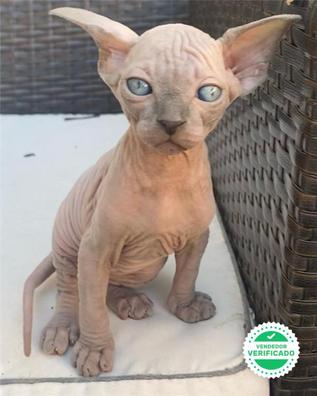 boxeo Amigo defecto MILANUNCIOS | Gato egipcio Gatos y gatitos en adopción y compra venta de  accesorios y servicios