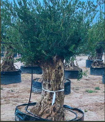 Bonsai olivo grande de segunda mano | Milanuncios