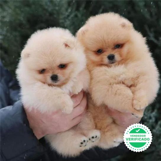 Milanuncios Pomerania Mini Toy Perros En Adopcion Compra Venta De Accesorios Y Servicios Para Perros