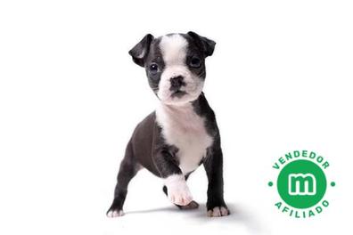 cuanto cuestan los boston terrier