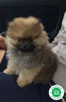 Spitz Perros en adopción, compra venta de accesorios y servicios para ...