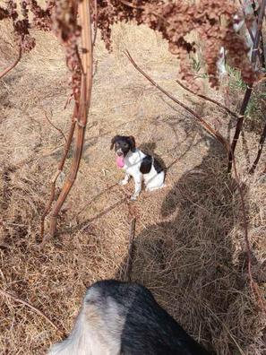Secador perros de segunda mano Milanuncios