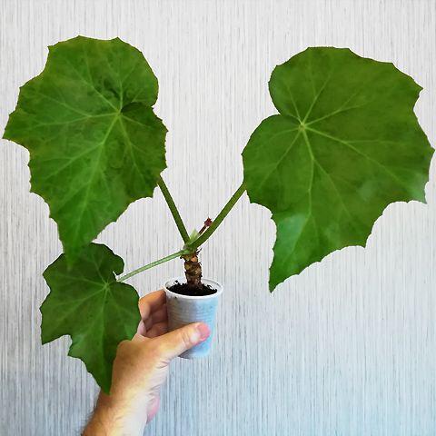 Milanuncios - Begonia manicata