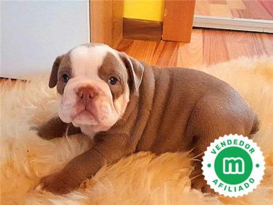 Bulldog ingles merle Bulldogs en adopción. Compra venta y regalo de  cachorros y perros