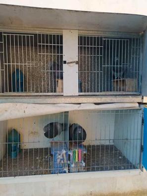 Jaulas trampa Mascotas en adopción y accesorios de mascota de segunda mano  baratos en Badajoz Provincia