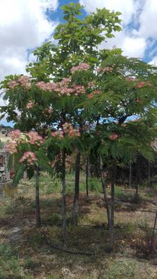 Arboles sombra Plantas de segunda mano baratas | Milanuncios