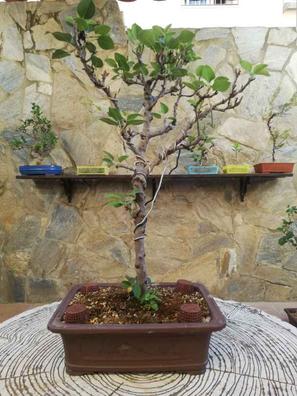 siete y media Merecer Asentar Macetas bonsai con sus platos Plantas de segunda mano baratas | Milanuncios