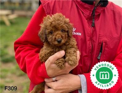 Cachorro Caniche Mini Toy Rojo 16