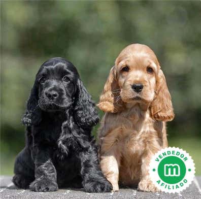 Cocker en venta | Milanuncios