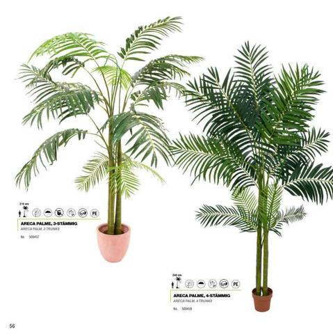 Milanuncios - Palmeras rhaphispalm lady palm