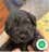 Milanuncios - Schnoodle