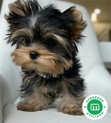 Yorkie best sale mini toy