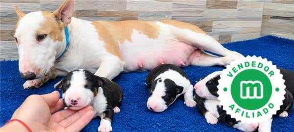 Milanuncios - Expetaculares Bullterrier mini!!