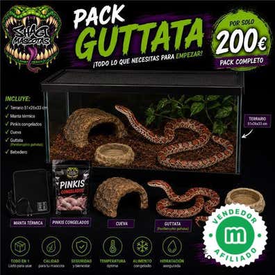 Milanuncios - Pack guttata, serpiente del maíz (Panthe
