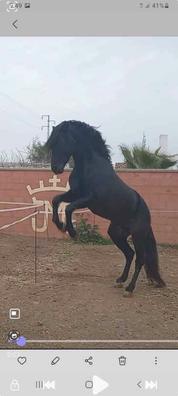 178px x 396px - Caballo pre hijo de zedin Caballosen venta . Comprar y vender caballos a  buen precio en Sevilla Provincia | Milanuncios