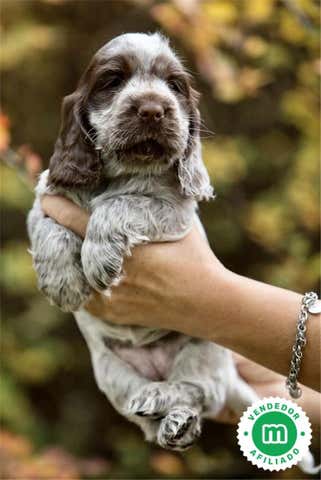 Milanuncios - COCKER