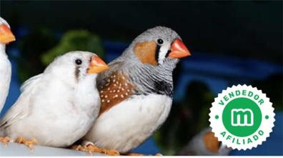Trampas Posibilidades Agotar Diamante mandarin Pájaros. Compra venta de pájaros, jaulas y accesorios |  Milanuncios