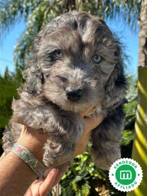 Milanuncios - #COCKAPOO#
