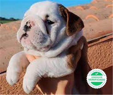 Segundo grado éxtasis vacunación MILANUNCIOS | Bulldog ingles cachorro Bulldogs en adopción. Compra venta y  regalo de cachorros y perros