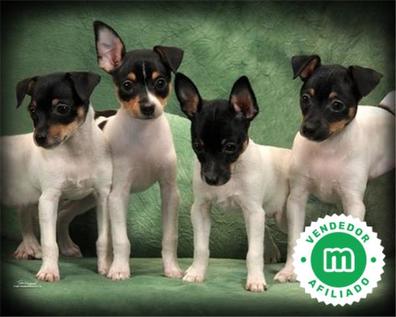 es un ratonero bodeguero andaluz un buen perro de familia