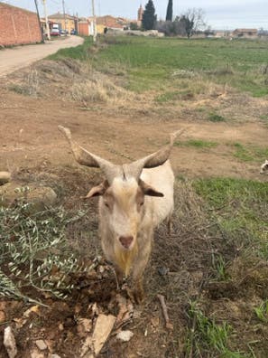 Choto de raza macho en venta | Milanuncios