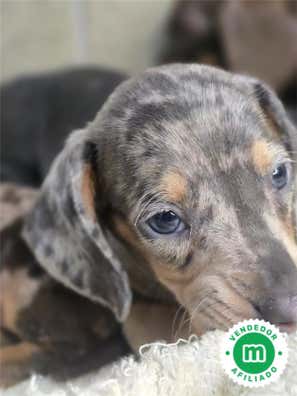 Milanuncios - TECKEL ARLEQUIN