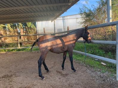 caballo árabe ruano azul