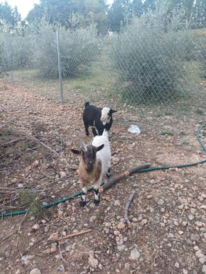 cabras-enanas-en-venta-milanuncios