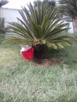 Litoral campo gene Vendo palmeras grandes Plantas de segunda mano baratas | Milanuncios