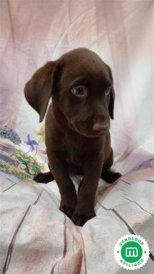 se puede afeitar una mezcla de labrador border collie