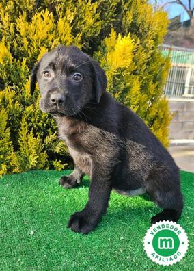 Labrador 2024 negro puppy