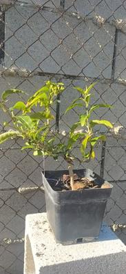 Vendo planta arbol de jade Plantas de segunda mano baratas en Córdoba |  Milanuncios